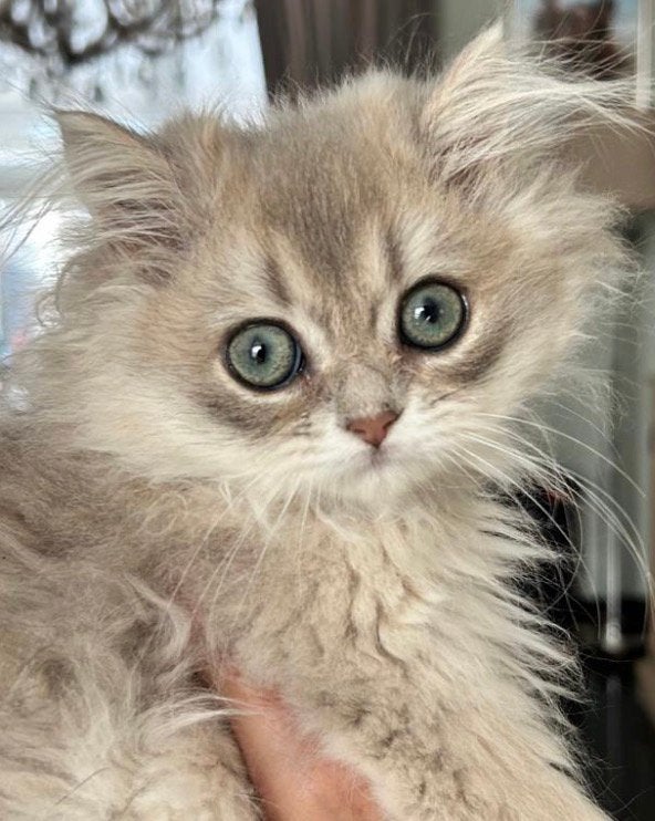 Britse korthaar kittens.1 katertje en een langhaar poesje ., Dieren en Toebehoren, Meerdere dieren, Ontwormd