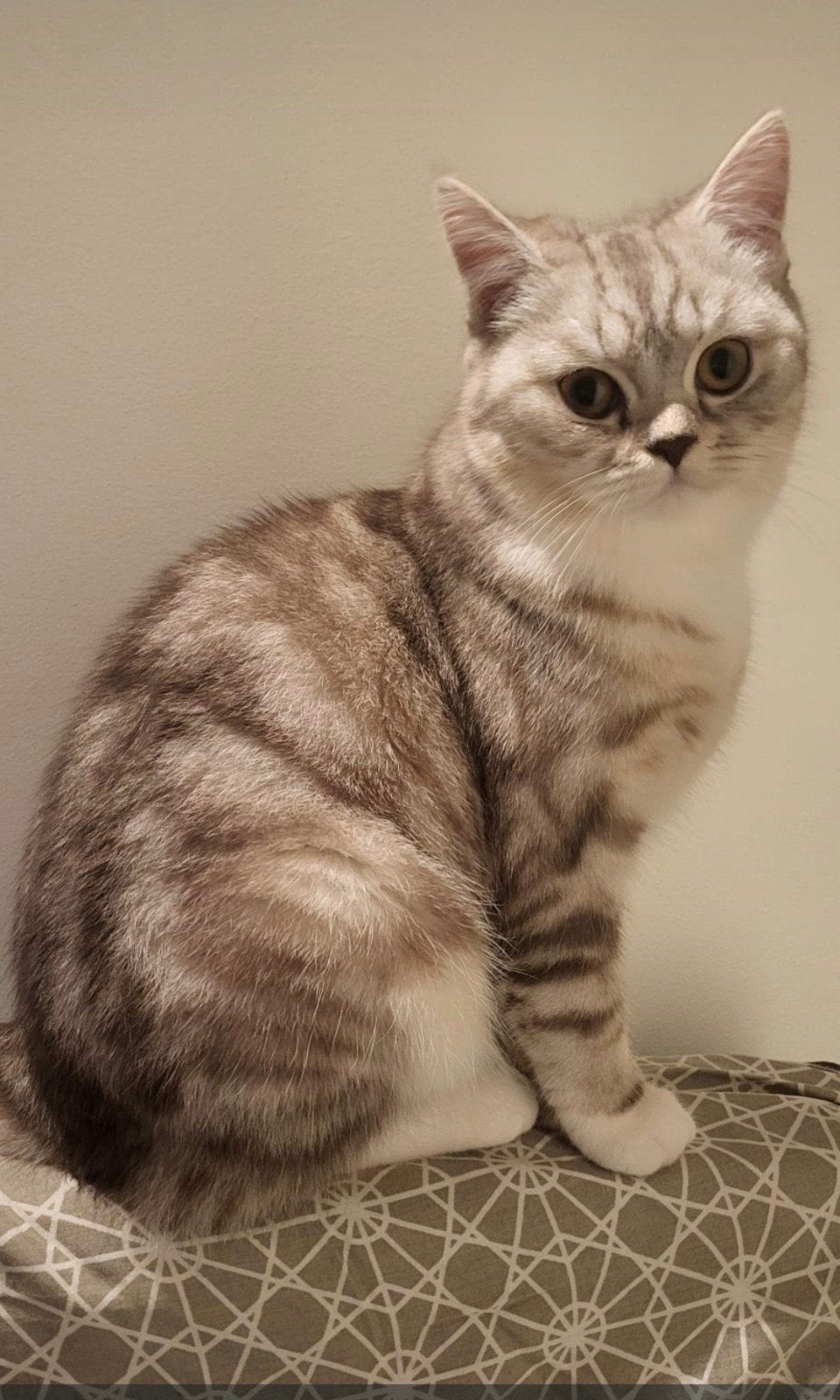 Britslang haar Poes, Poes, Gechipt, 0 tot 2 jaar