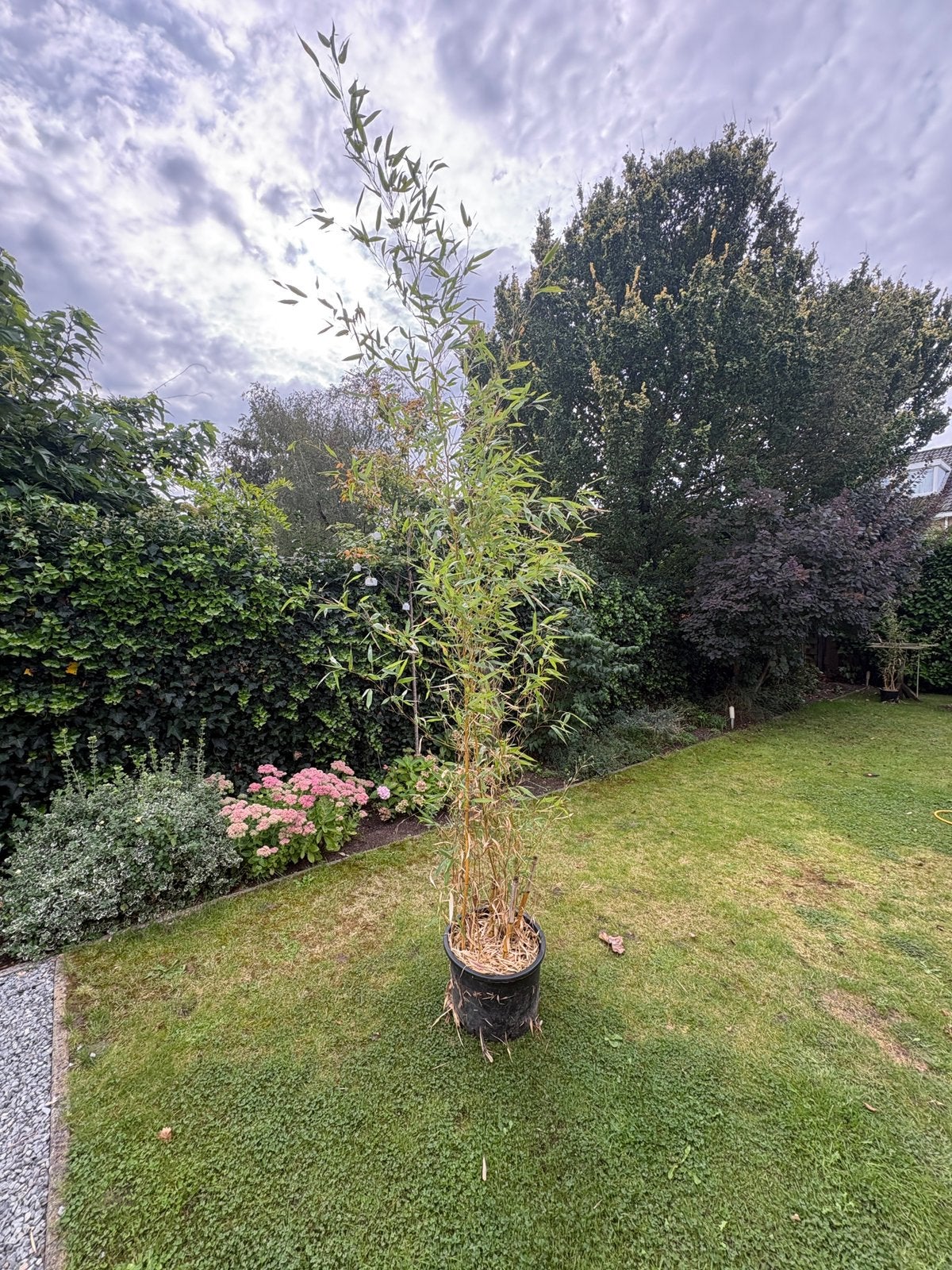 Winter groene bamboo in pot 250 hoog 3 stuks, Ophalen, In pot, Volle zon, Overige soorten