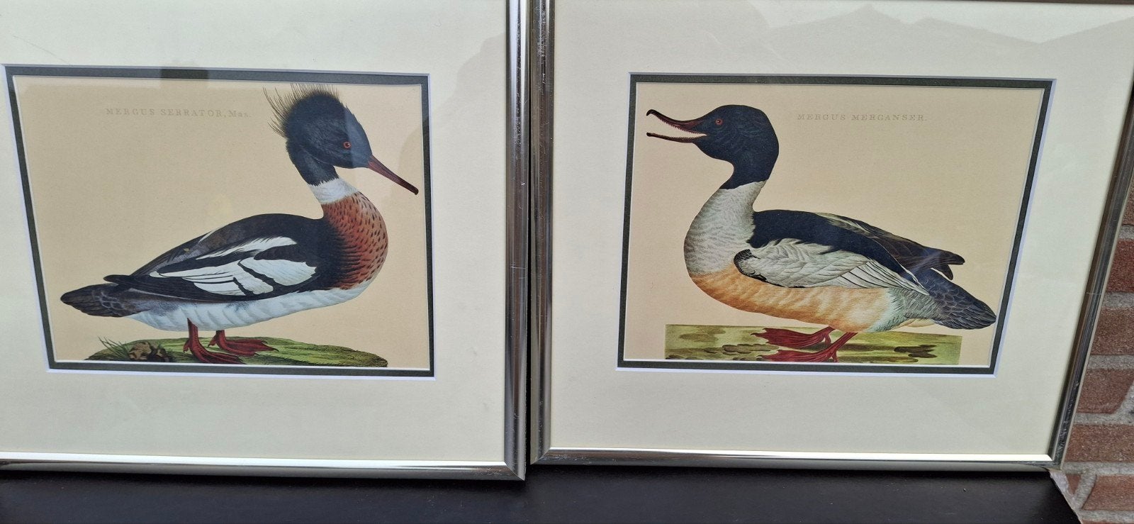 kopergravure vogelprent uit sepp, Ophalen of Verzenden