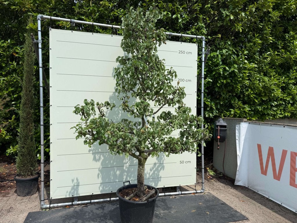 Oude perenboom Conference 260cm | Volwassen | In pot, Lente, Ophalen of Verzenden, 250 tot 400 cm, Halfschaduw
