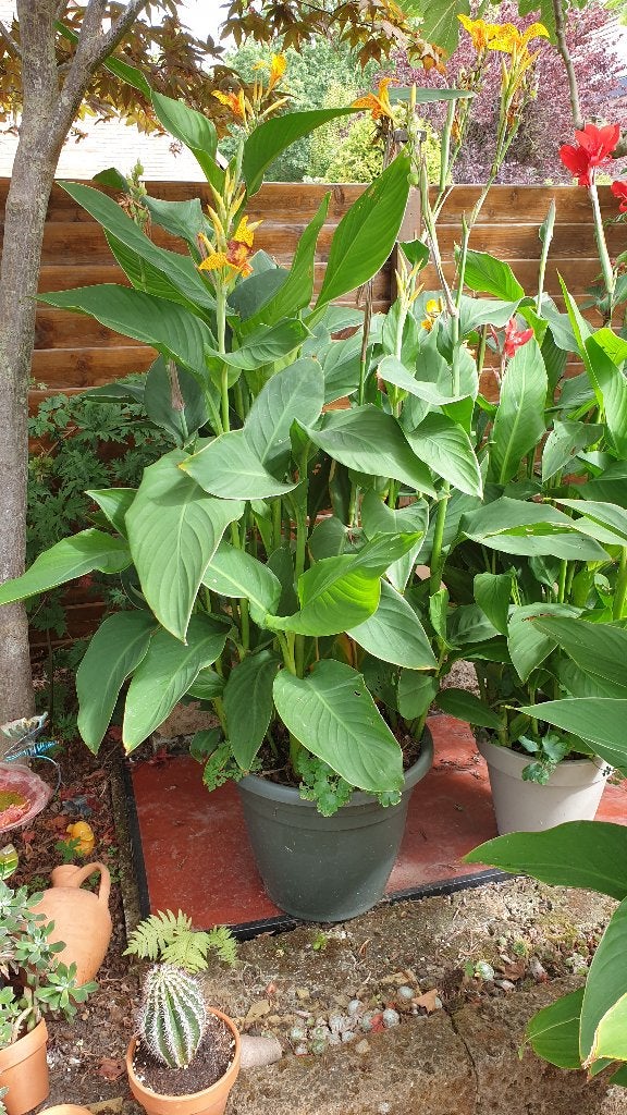 Grote Canna's, Vaste plant, Halfschaduw, Zomer, Ophalen