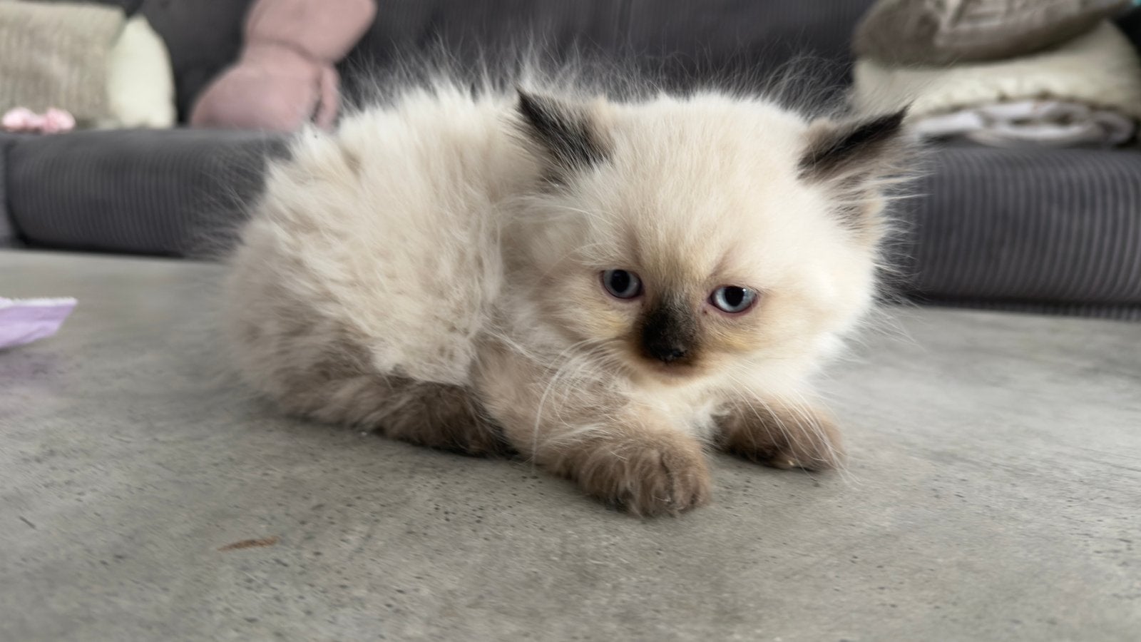 Britse Langhaar kittens, Meerdere dieren