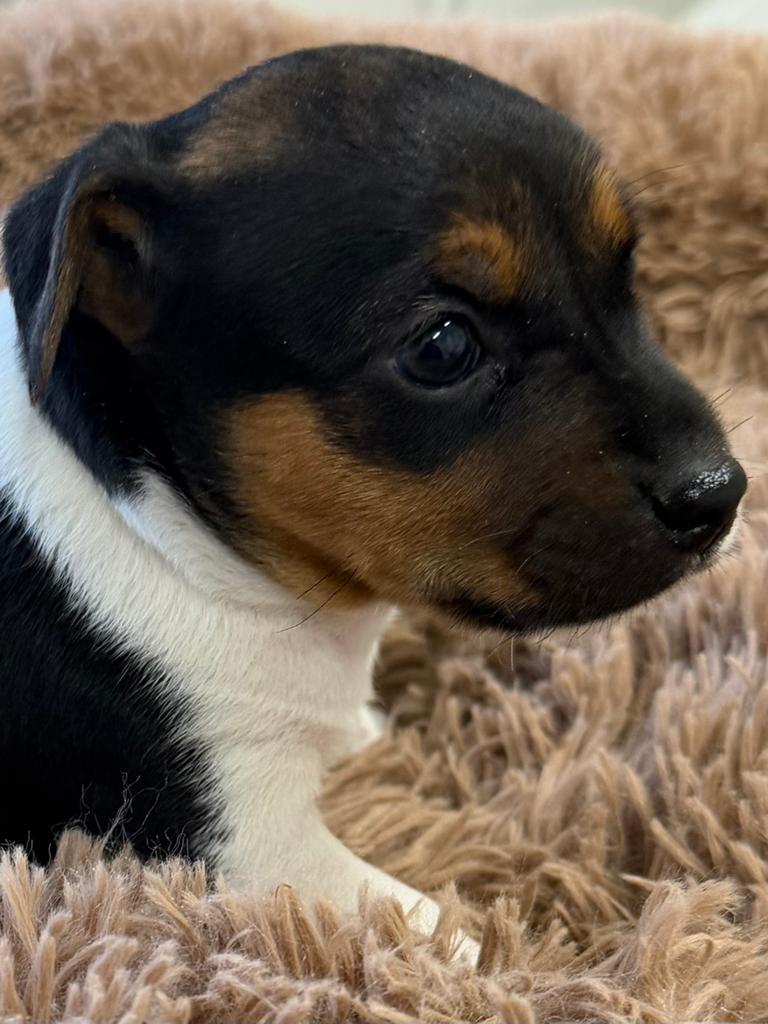 Jack russel, België, Particulier, Jack Russell Terriër, 8 tot 15 weken