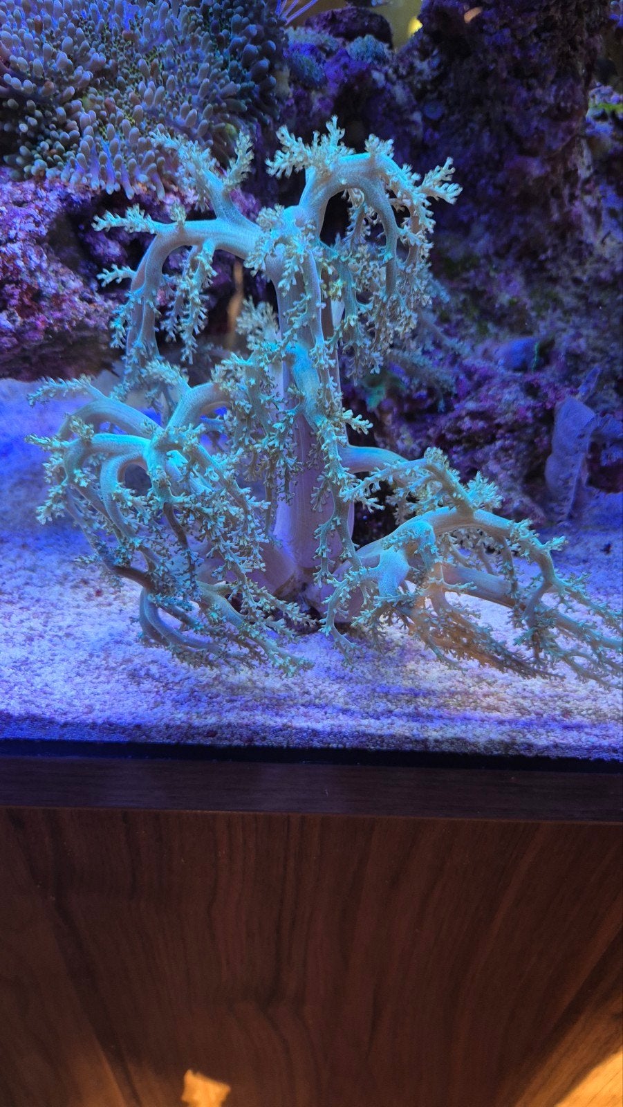 Mooie groene keniaboom koraal, Dieren en Toebehoren, Vissen | Aquariumvissen, Overige typen