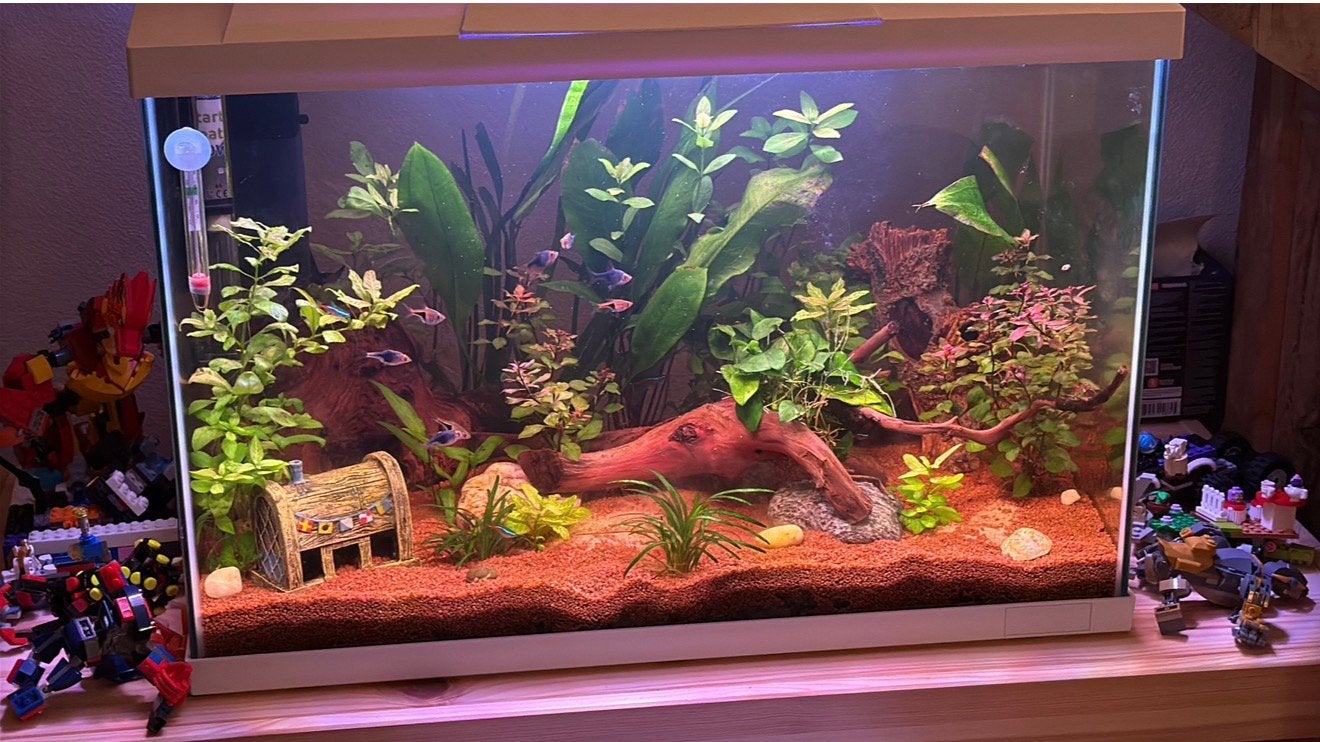 Superfish aquarium 60 liter, Ophalen, Gebruikt