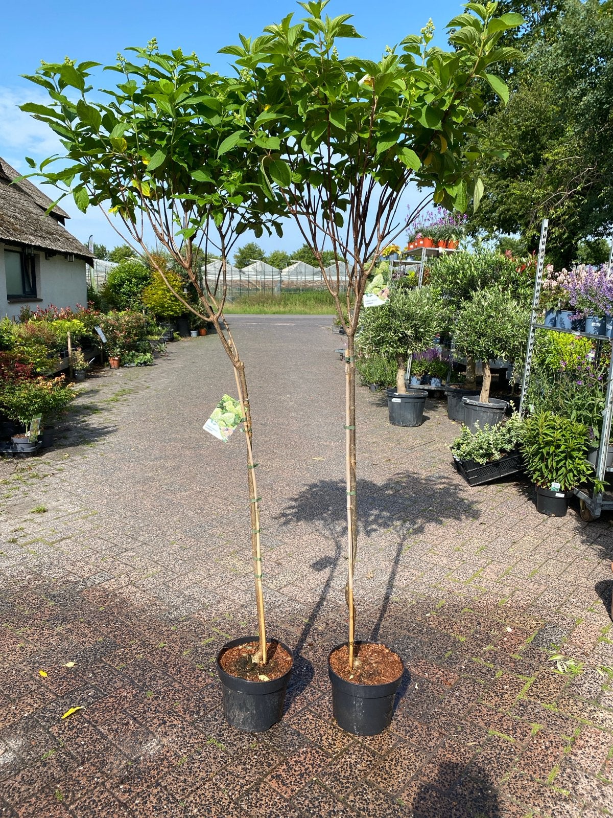 Hydrangea Paniculata 'Limelight' op stam, Tuin en Terras, Volle zon, Vaste plant, Zomer, Ophalen