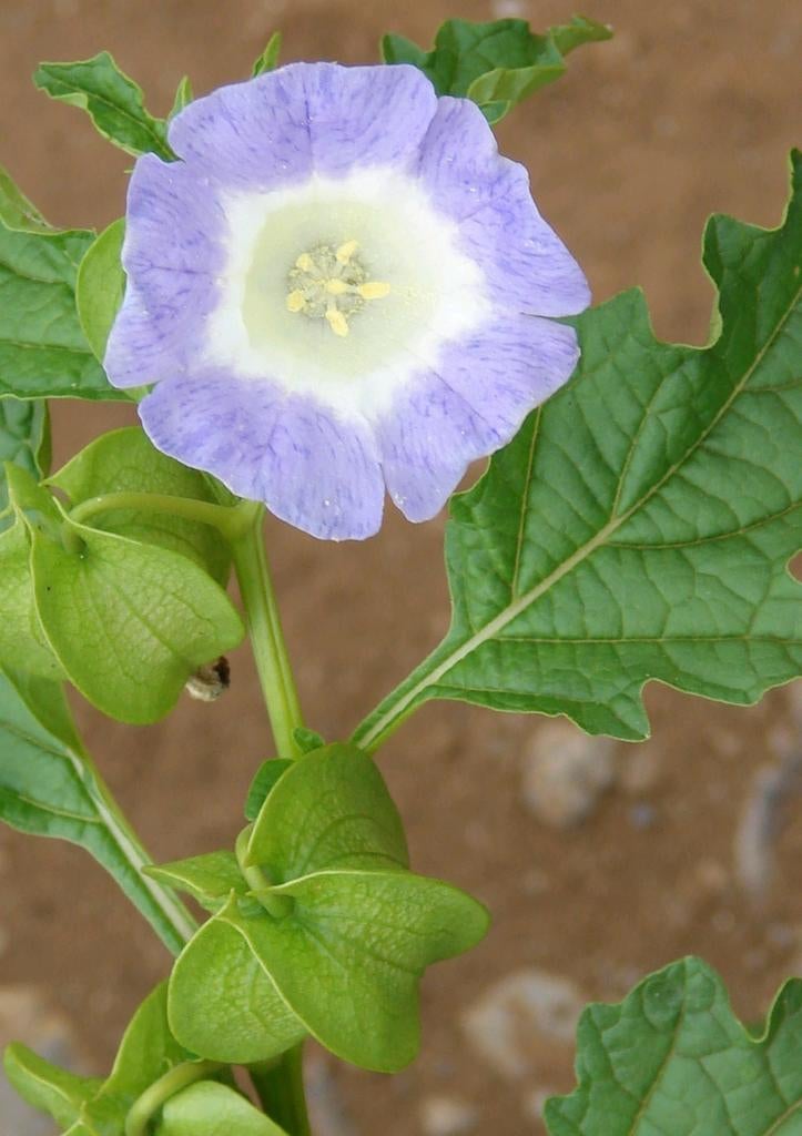 Zaden Nicandra physalodes (zegekruid), Ophalen of Verzenden, Zaad