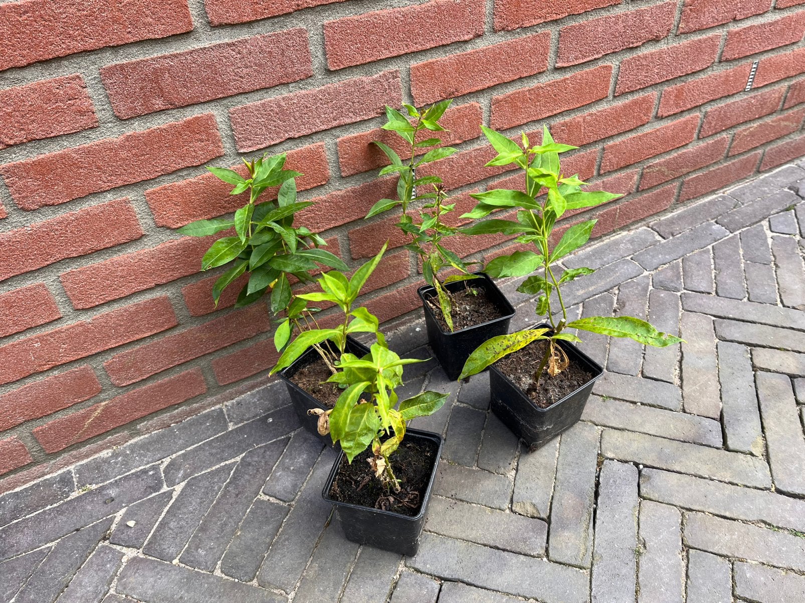 Diverse tuinplanten / vaste planten, Tuin en Terras, Ophalen, Overige soorten, Halfschaduw