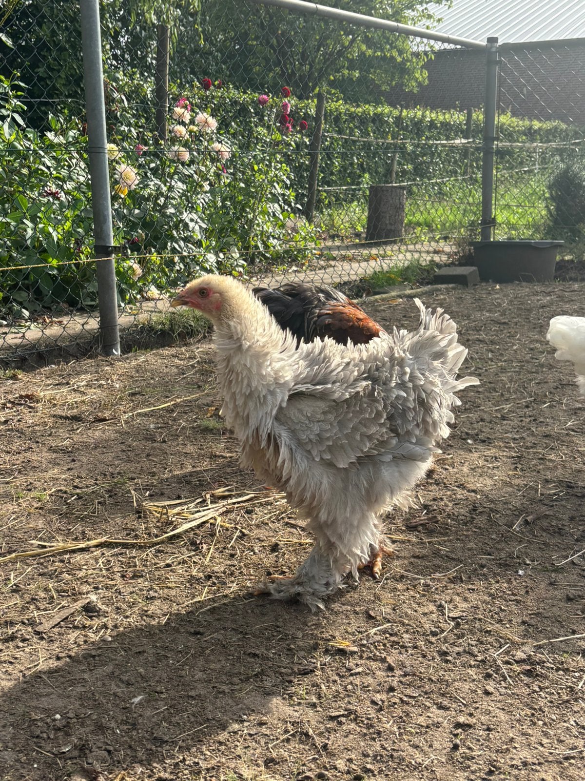 Leuke brahma hanen in diverse kleuren, Dieren en Toebehoren, Mannelijk, Kip