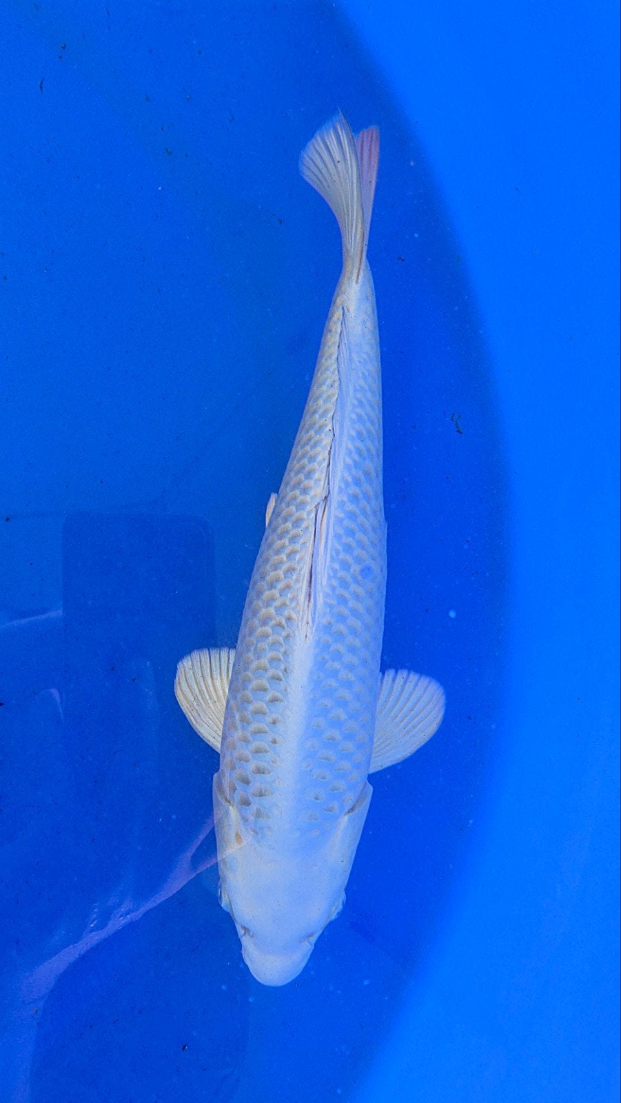 mukashi silver fox. koi, Karper of Koi