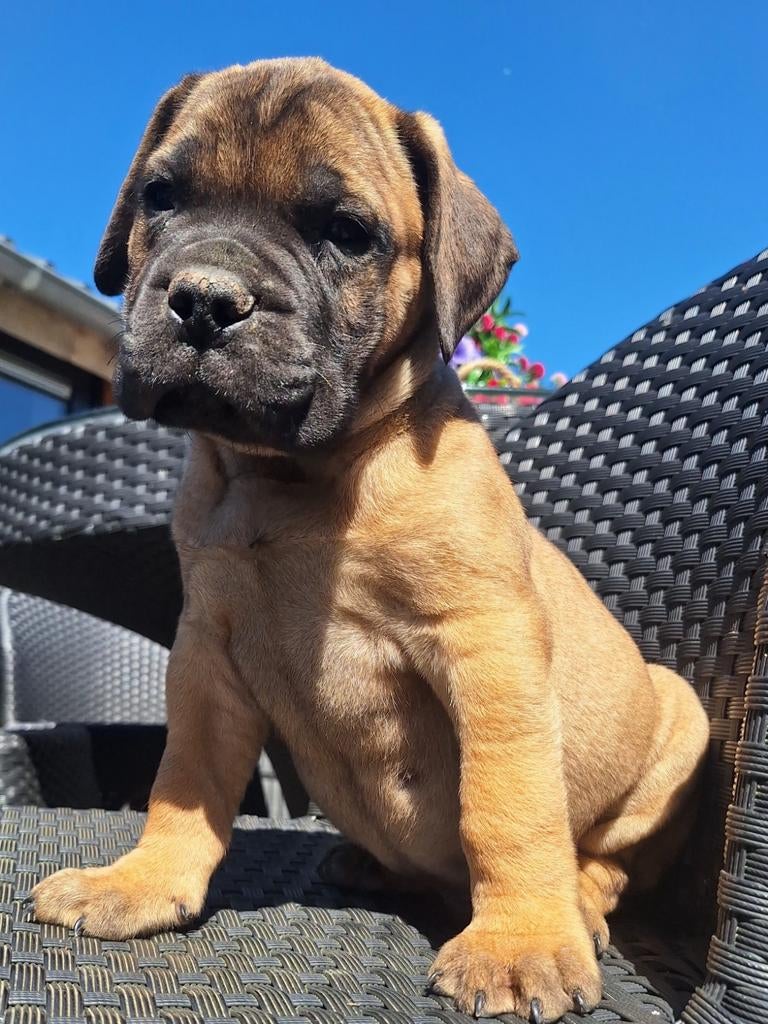 Bullmastiff pups Ouders van Metal proof, Overige rassen, 8 tot 15 weken, Meerdere, Meerdere dieren