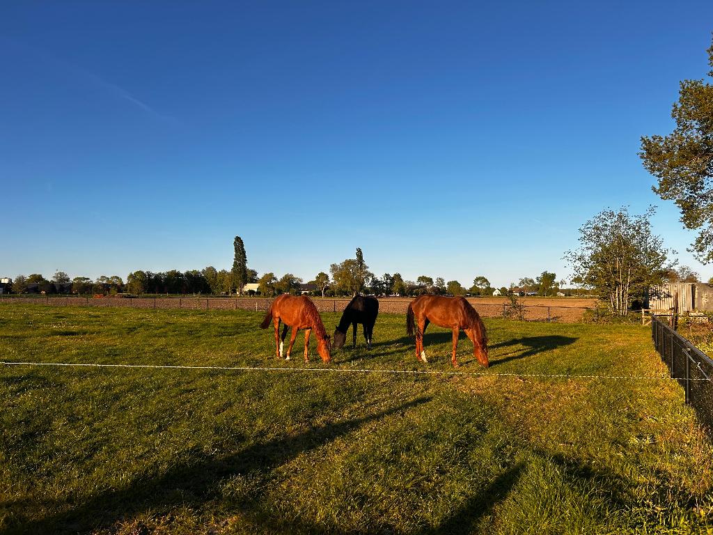 2 jarige KWPN (grote!) merrie lichte vos met bless, Merrie, Met stamboom, Dressuurpaard, 0 tot 2 jaar