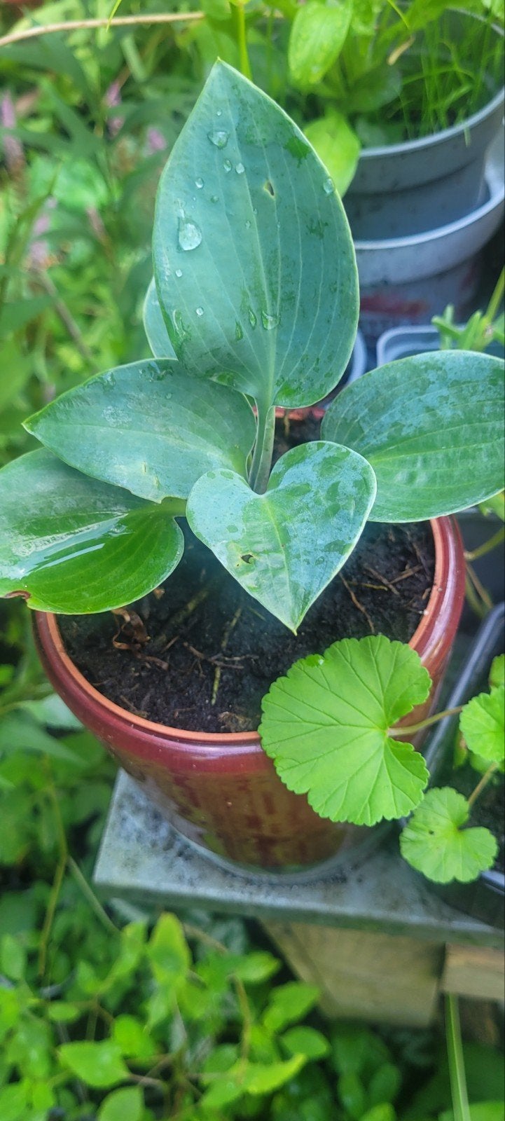 mini hosta, Ophalen, Overige soorten, Halfschaduw