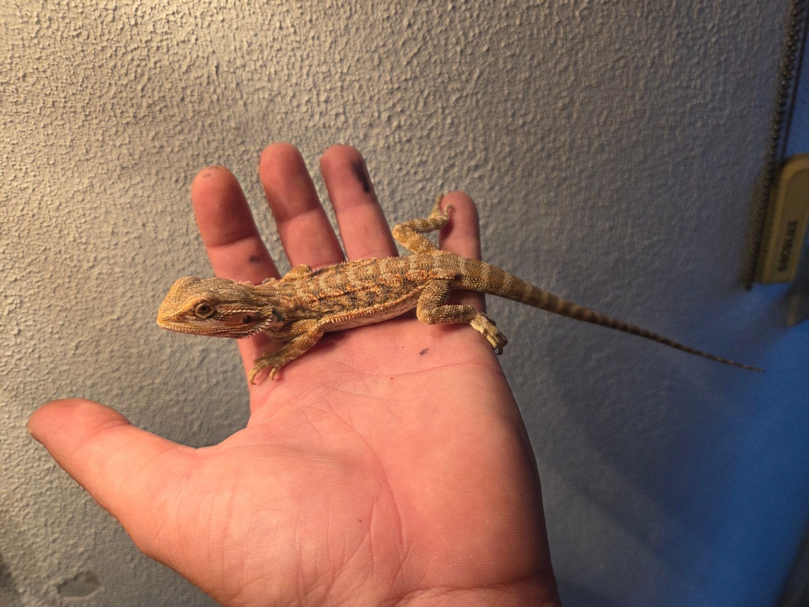 Baardagaam Pogona Vitticeps Red Orange Tiger Bearded Dragon photo 3