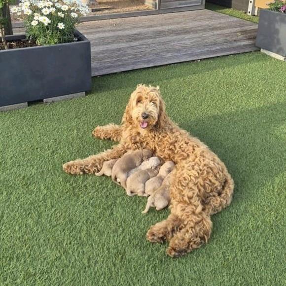 labradoodle pups, Dieren en Toebehoren, Honden | Retrievers, Spaniëls en Waterhonden, Overige rassen, 8 tot 15 weken, Meerdere