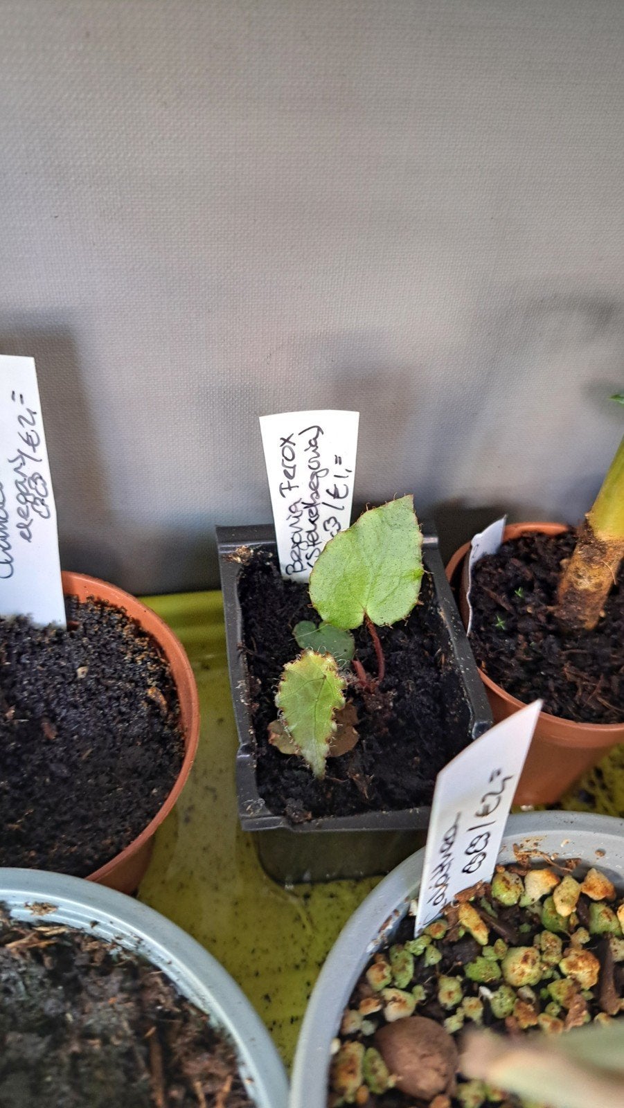 Begonia Ferox - Stekelbegonia, Ophalen, Halfschaduw, Minder dan 100 cm