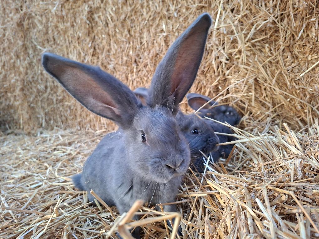 Blauwe Vlaamse reuzen, Dieren en Toebehoren, Meerdere dieren, Groot, 0 tot 2 jaar