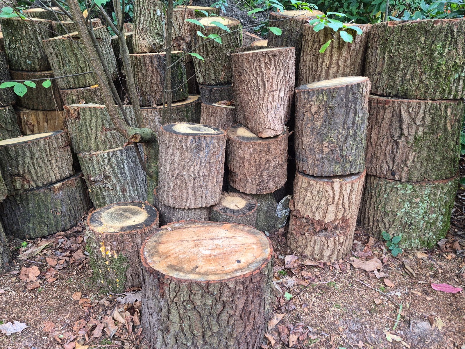 eiken houtblokken, Tuin en Terras, 3 tot 6 m³, Ophalen, Eikenhout, Blokken
