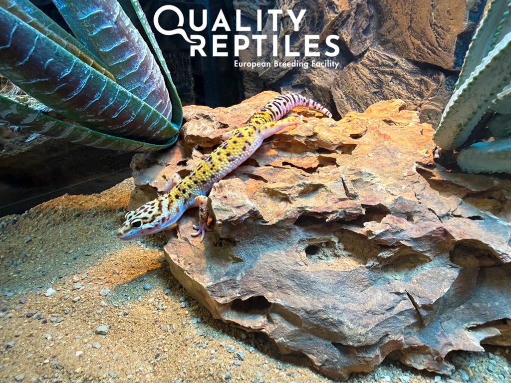 Luipaardgekko man met of zonder terrarium, Hagedis, 0 tot 2 jaar