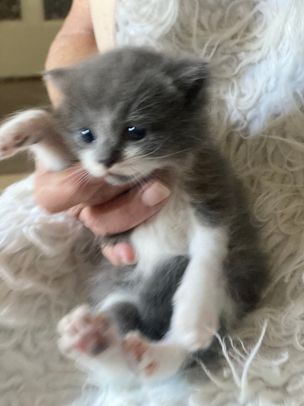 Khao manee X kittens  2 poesjes, Poes, Gechipt
