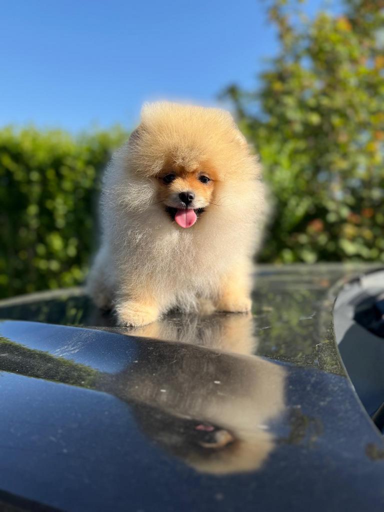 Pomeriaan met stamboom, Dieren en Toebehoren, 8 tot 15 weken, Buitenland, Parvo, Eén hond