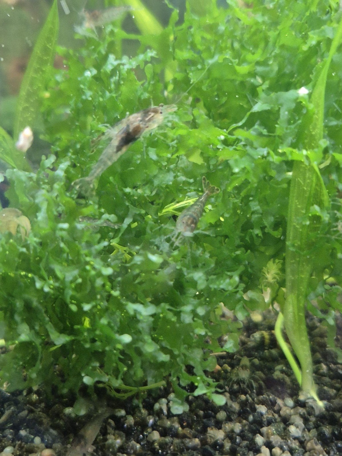 wild kleur garnalen, Dieren en Toebehoren, Kreeft, Krab of Garnaal