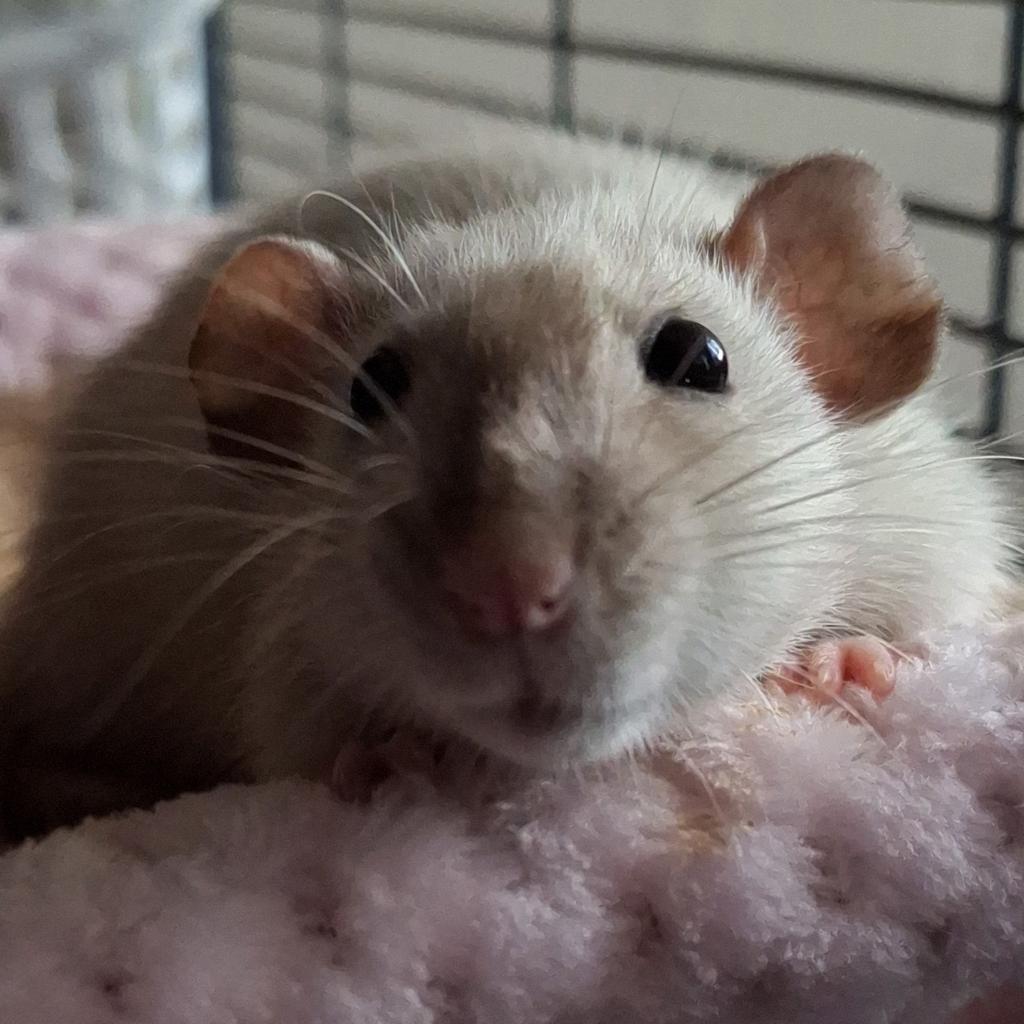 🟢 Gezonde, Sociale Tamme Ratten – ArkRats Petline 🟢, Dieren en Toebehoren, Rat, Mei, Meerdere dieren, Tam