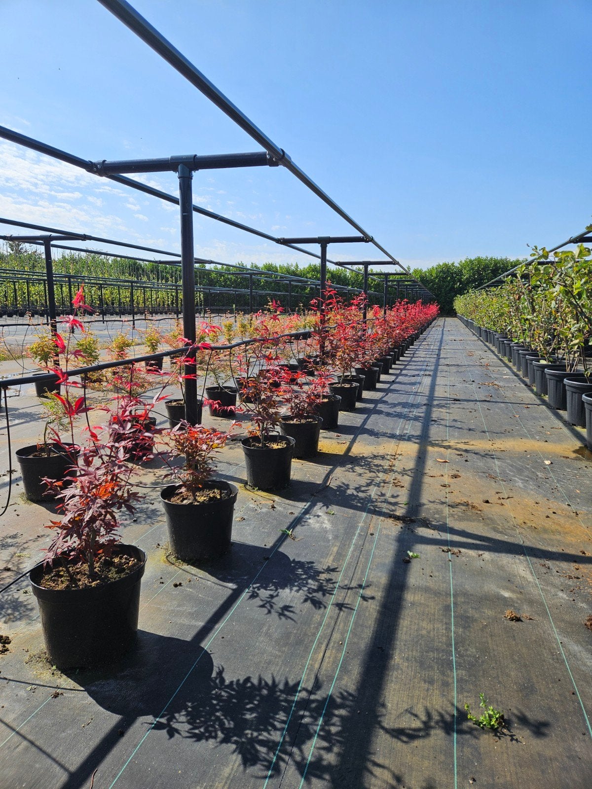 acer atropurpureum te koop!, Ophalen, Esdoorn, Struik, Minder dan 100 cm