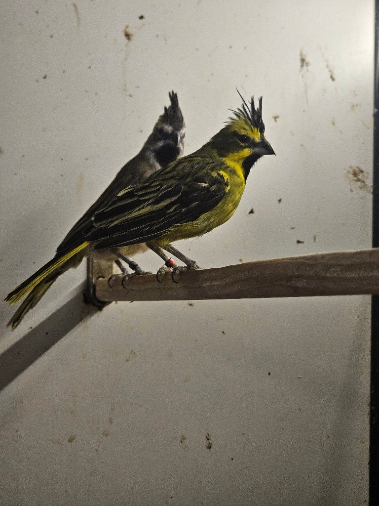 Groene Kardinaal | Koppel, Dieren en Toebehoren, Vogels | Overige Vogels, Meerdere dieren, Wildzangvogel, Geringd