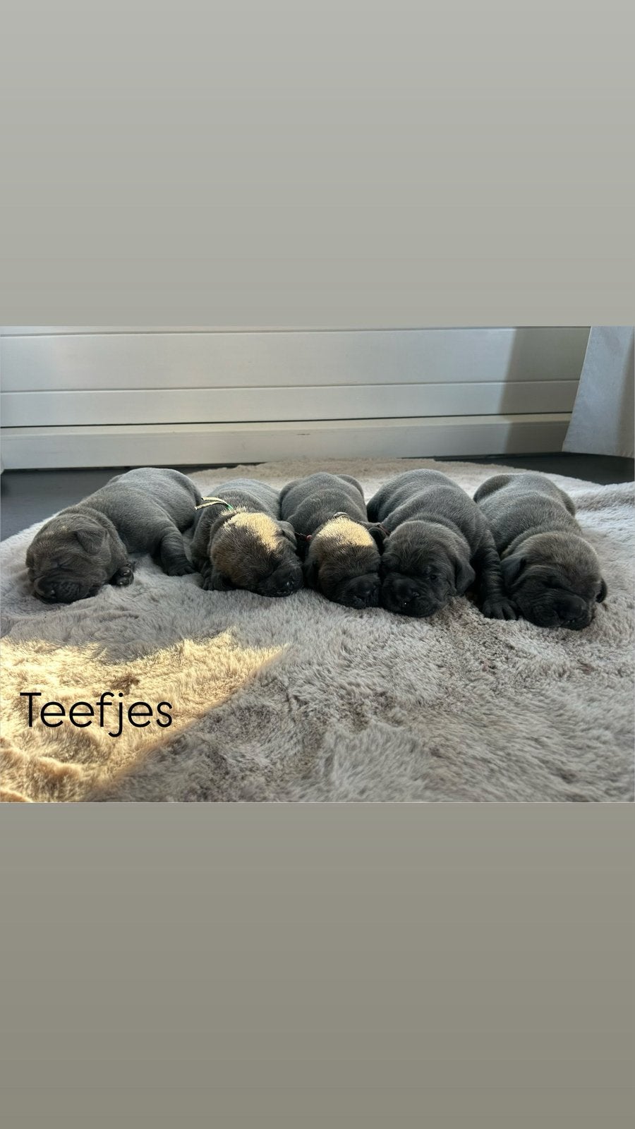 Cane corso pups, Overige rassen, 8 tot 15 weken, CDV (hondenziekte), Meerdere