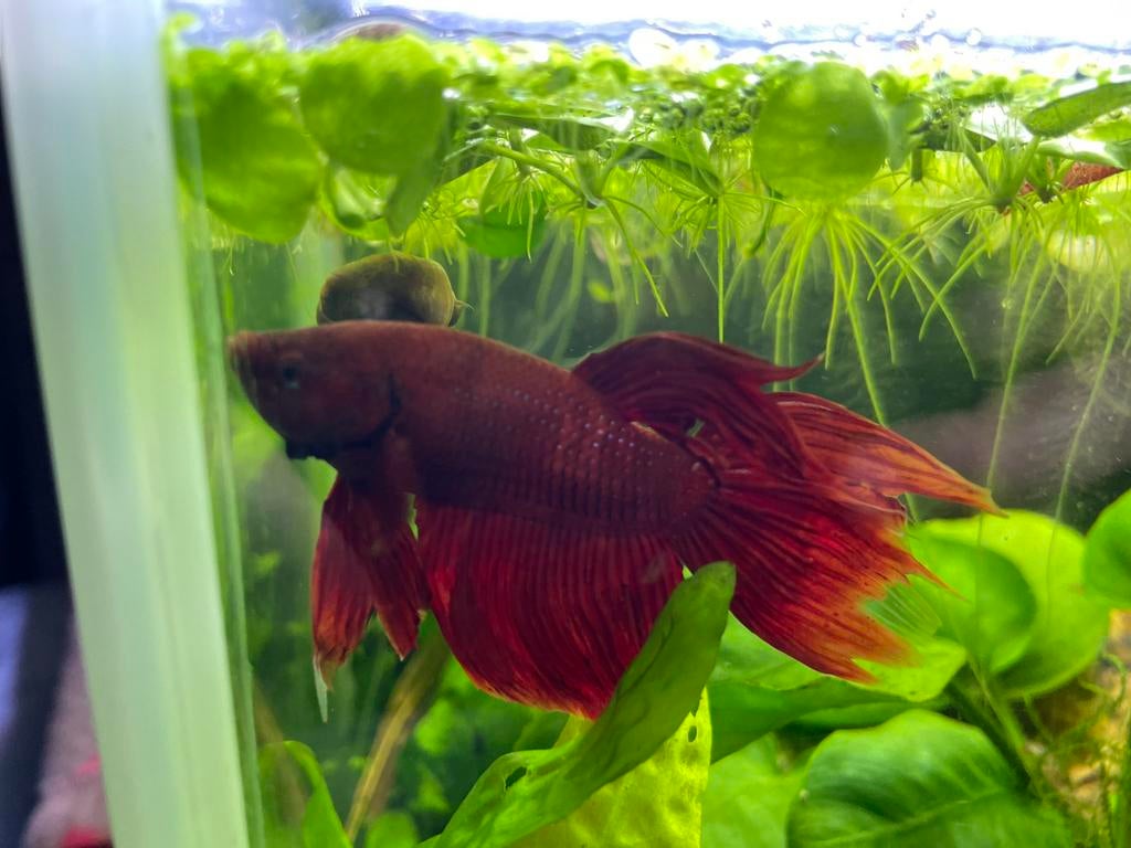 Betta Splendens Man (rood), Dieren en Toebehoren, Vissen | Aquariumvissen, Vis, Zoetwatervis
