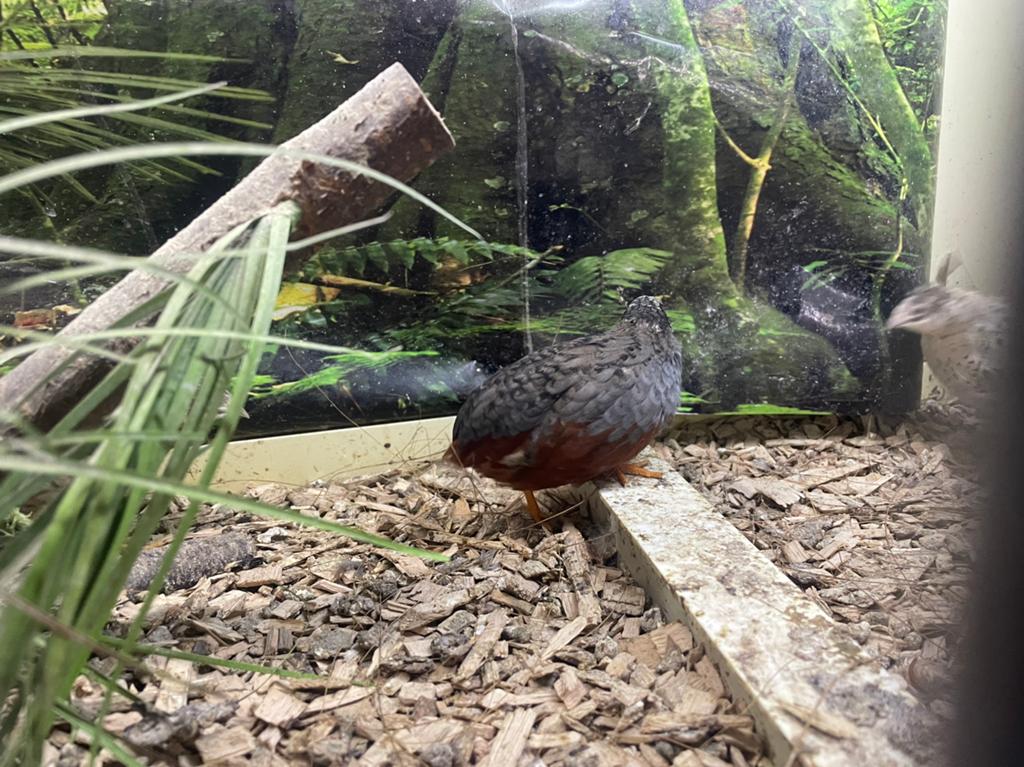 Chinese Dwergkwartels, Dieren en Toebehoren, Pluimvee, Meerdere dieren, Overige soorten