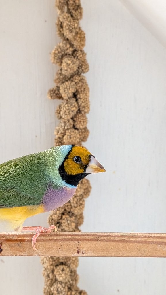 Gouldamandine 2026, Dieren en Toebehoren, Meerdere dieren, Tropenvogel