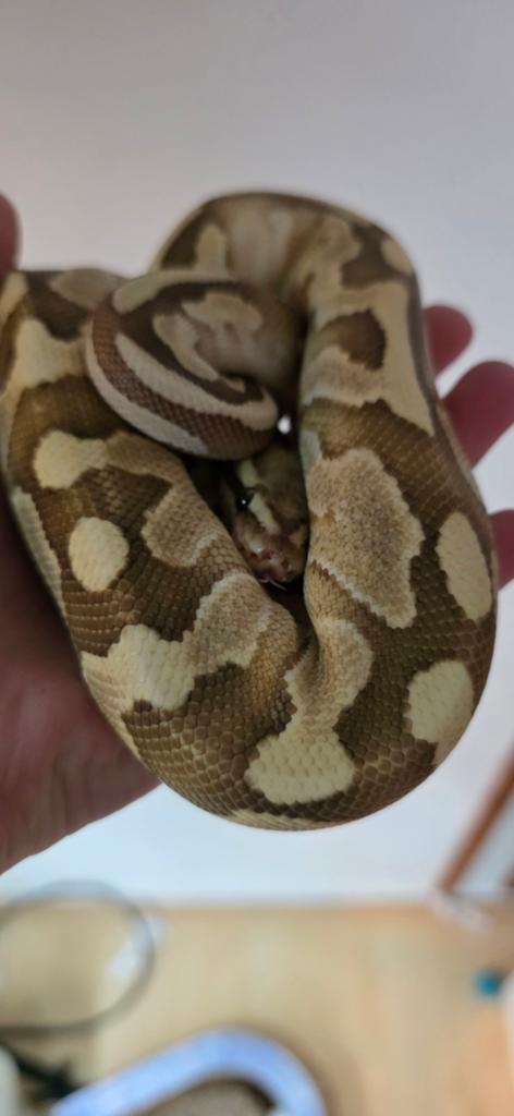 Ball python koningspython 0.1 lesser fire Ball Python - female for sale from Laura