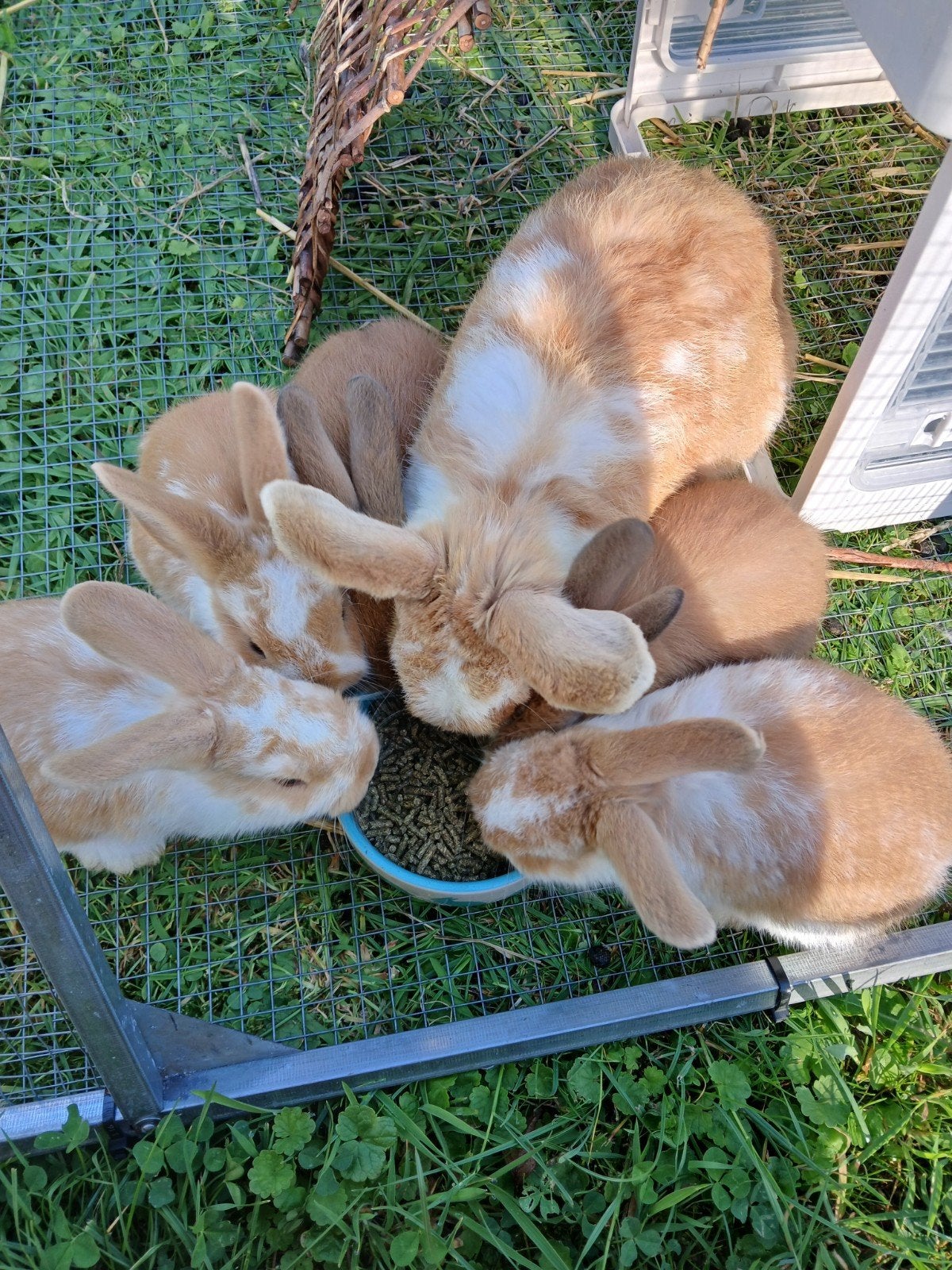 Dwergkonijntje rammetje geboren op 03-06-2026, Dieren en Toebehoren, Konijnen, Mannelijk, Dwerg