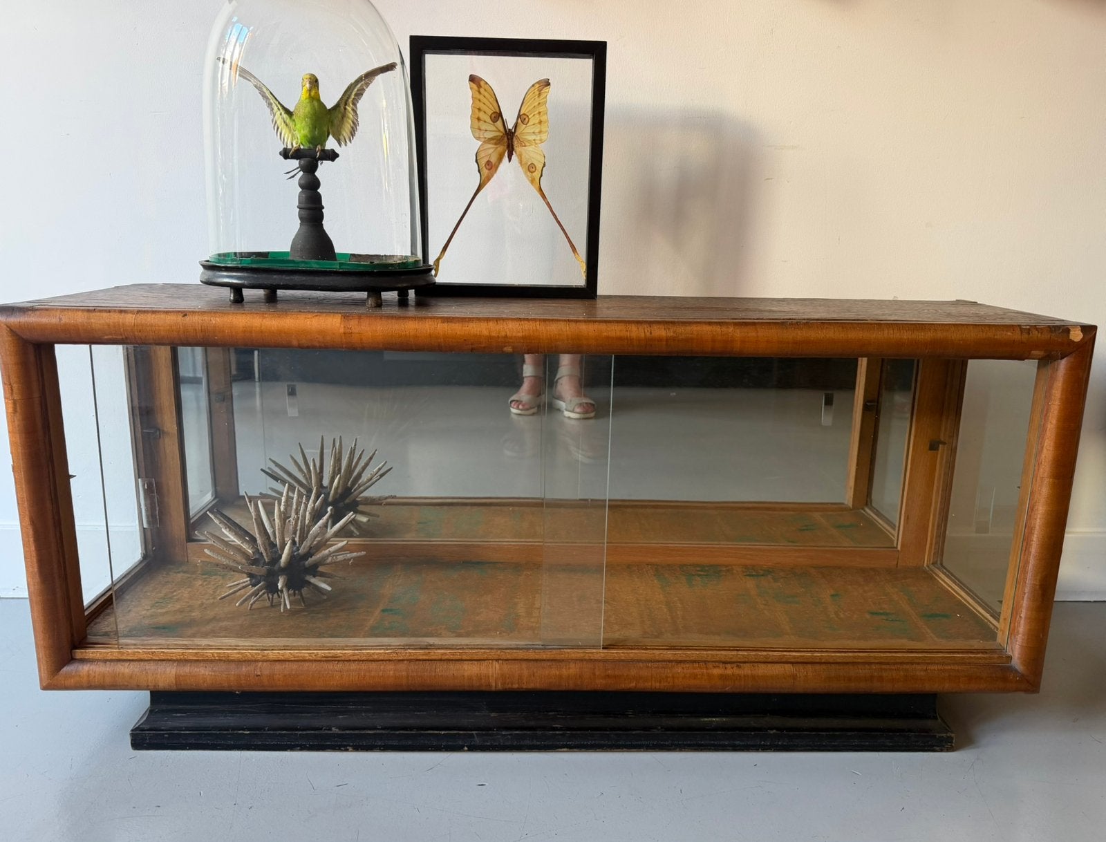 Art Deco winkelvitrine / toonvitrine toonbank kast, Ophalen, Gebruikt, 100 tot 150 cm, Glas