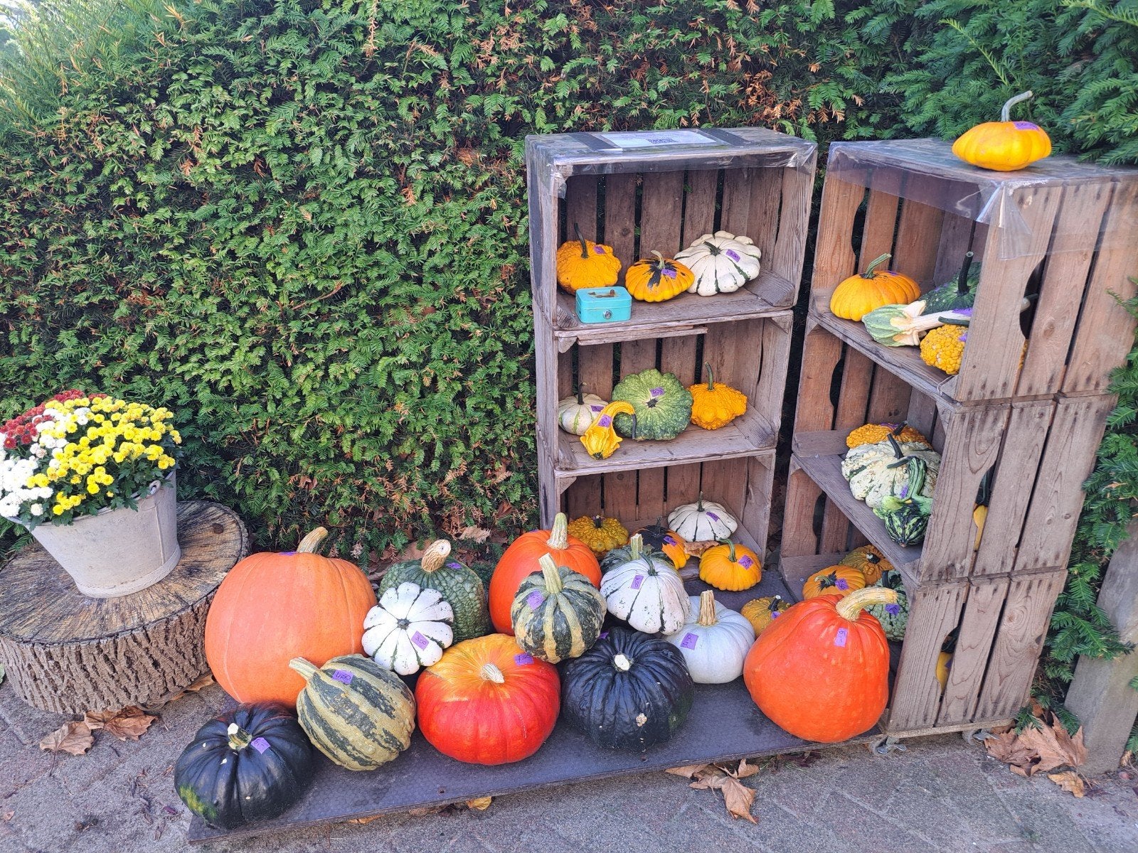 pompoenen en herfststukjes, Ophalen, Nieuw