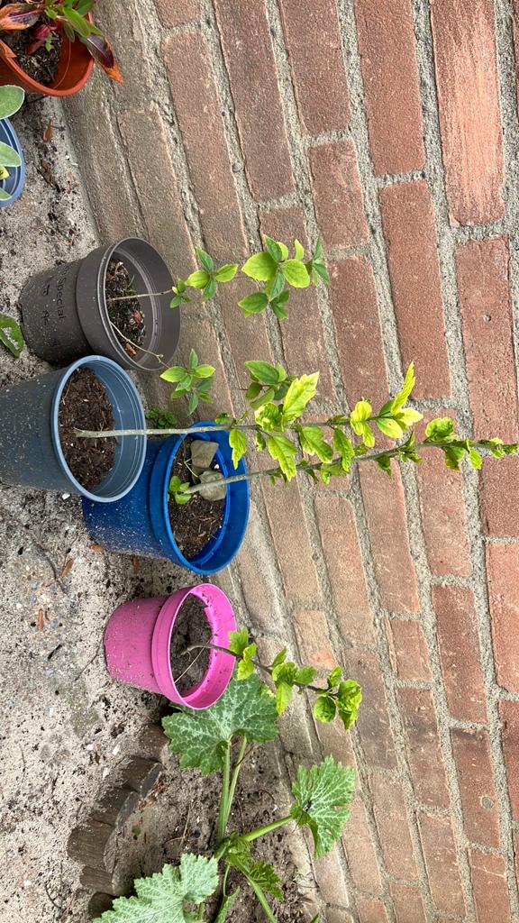 3 hibiscus en 1 jasmijn, Vaste plant, Halfschaduw, Zomer, Ophalen