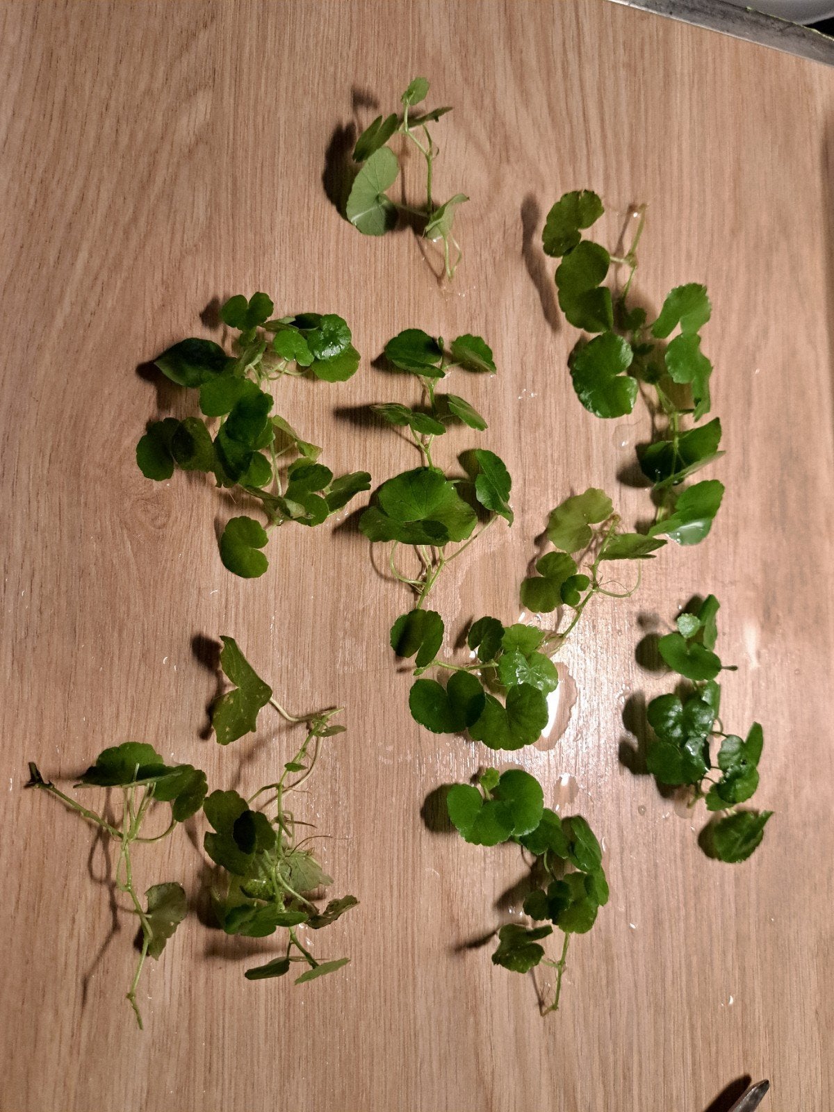 Aquarium plantjes stekjes, Ophalen of Verzenden, Halfschaduw, Minder dan 100 cm