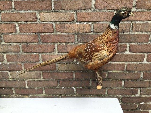 Mooie opgezette fazant, Ophalen of Verzenden, Zo goed als nieuw, Vogel, Opgezet dier