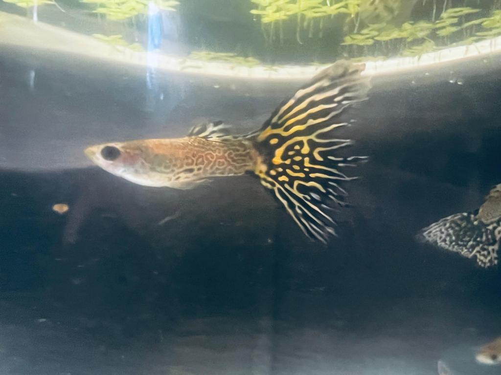 Snake skin leopard guppen aquarium vissen jong en volwassen, Ophalen, Gevuld zoetwateraquarium