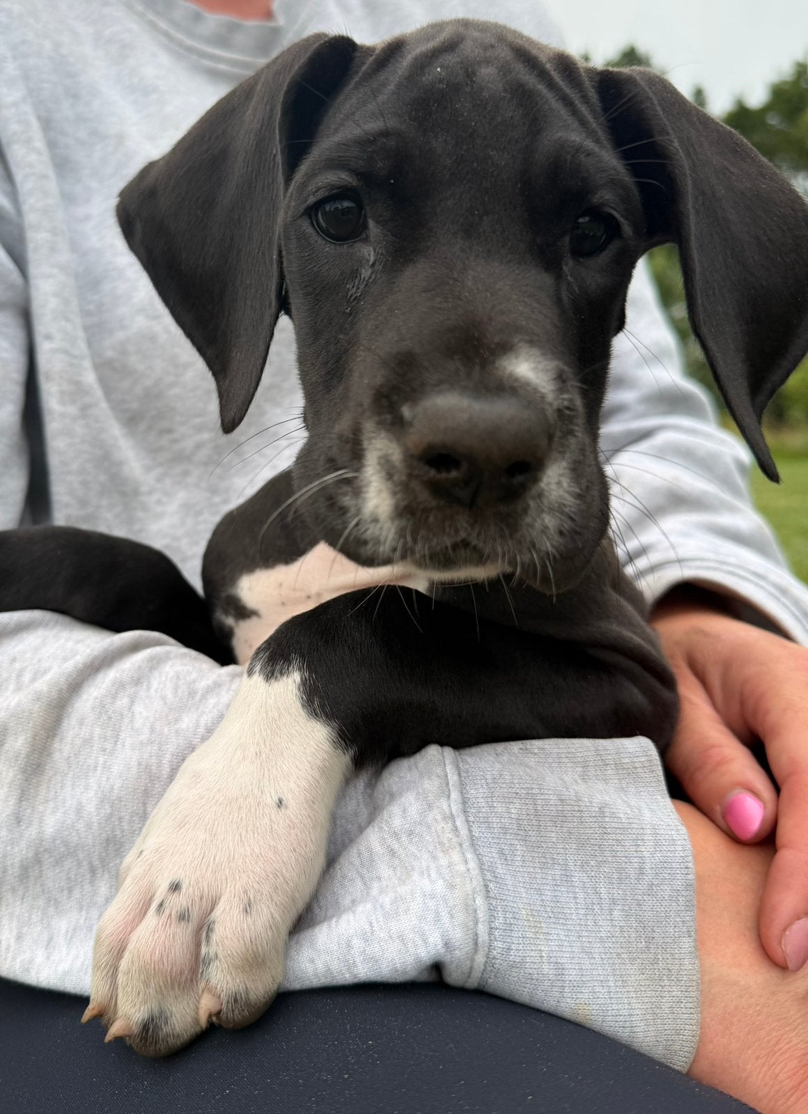 Duitse dog pups met stamboom nog 1 beschikbaar, Dieren en Toebehoren, Honden | Bulldogs, Pinschers en Molossers, Overige rassen