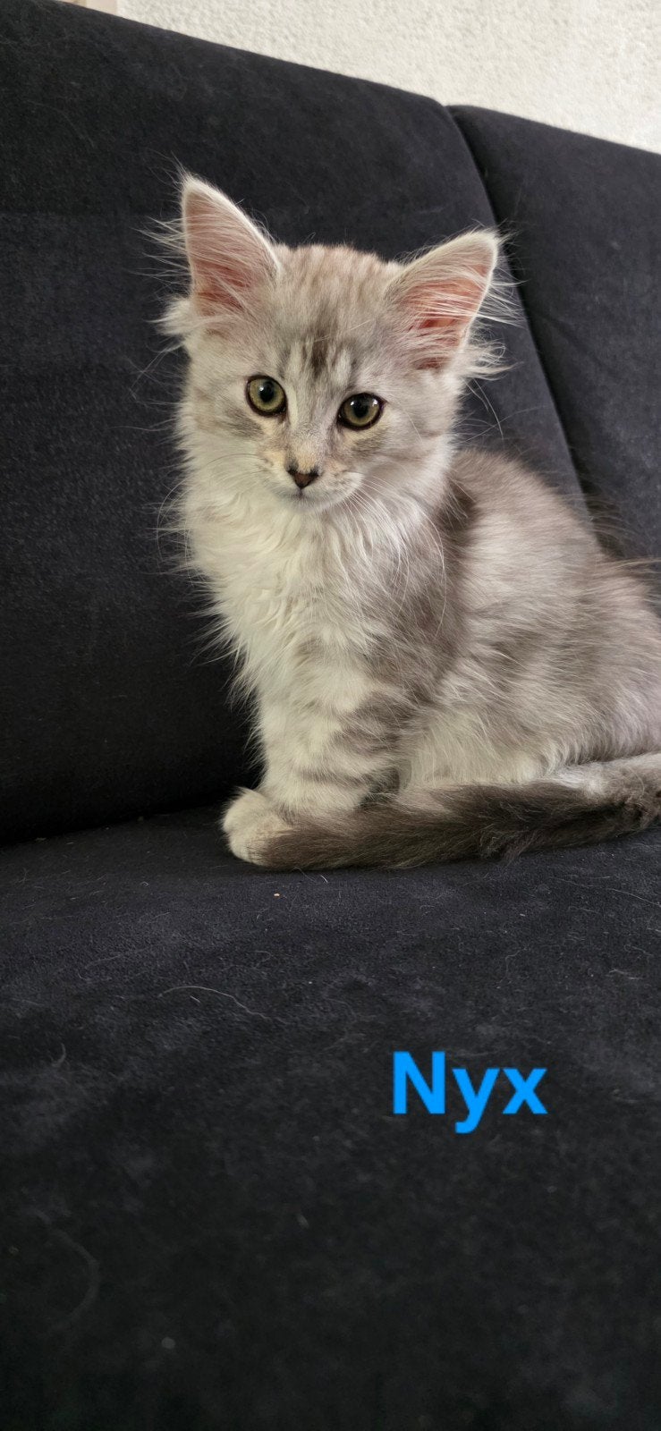Maine Coon kittens met stamboom, chip, ouders getest, Meerdere dieren, Met stamboom, 0 tot 2 jaar