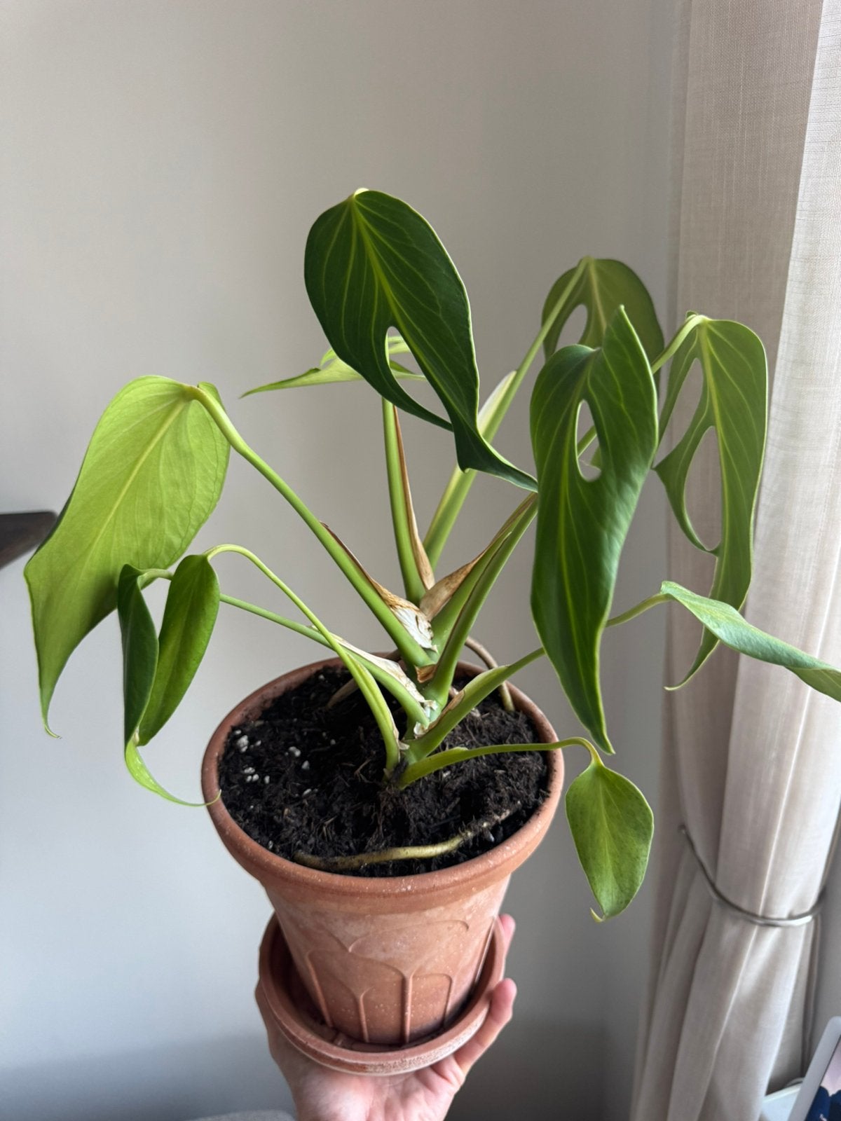 Monstera burle marx flame, Huis en Inrichting, Ophalen of Verzenden, Halfschaduw, Minder dan 100 cm