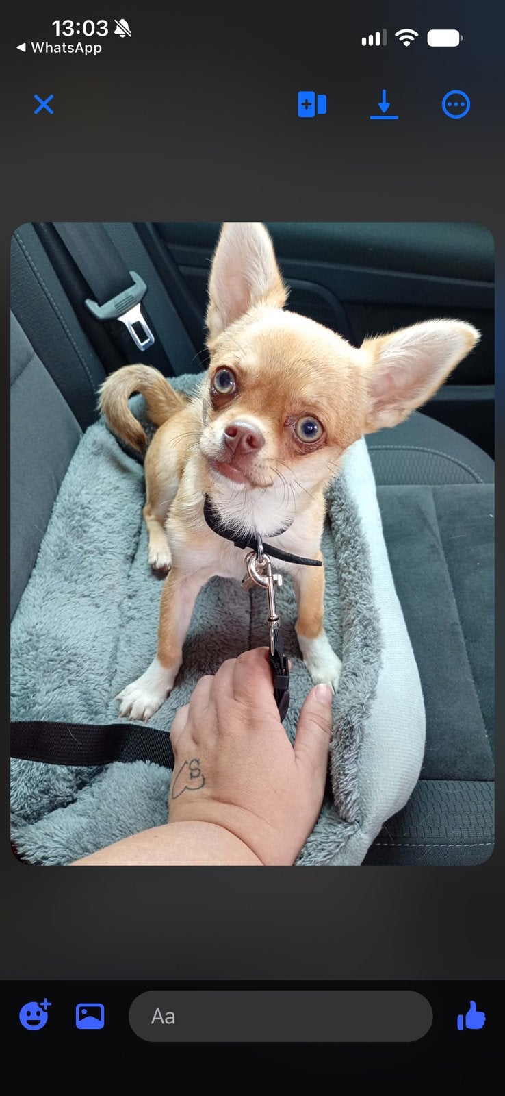 Mn lieve schat zoekt thuis, Dieren en Toebehoren, 15 weken tot 1 jaar, Reu, Eén hond, Chihuahua