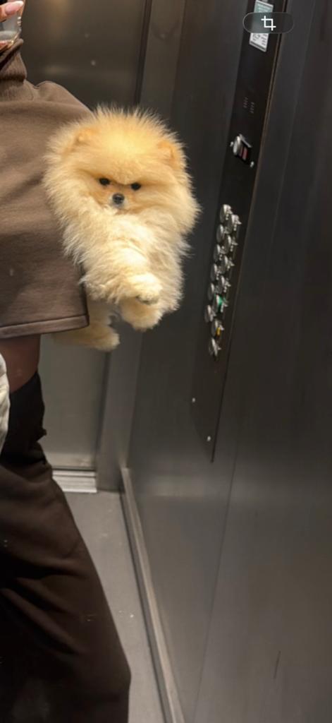Pomeriaan pup, 8 tot 15 weken, Buitenland, Parvo, Eén hond