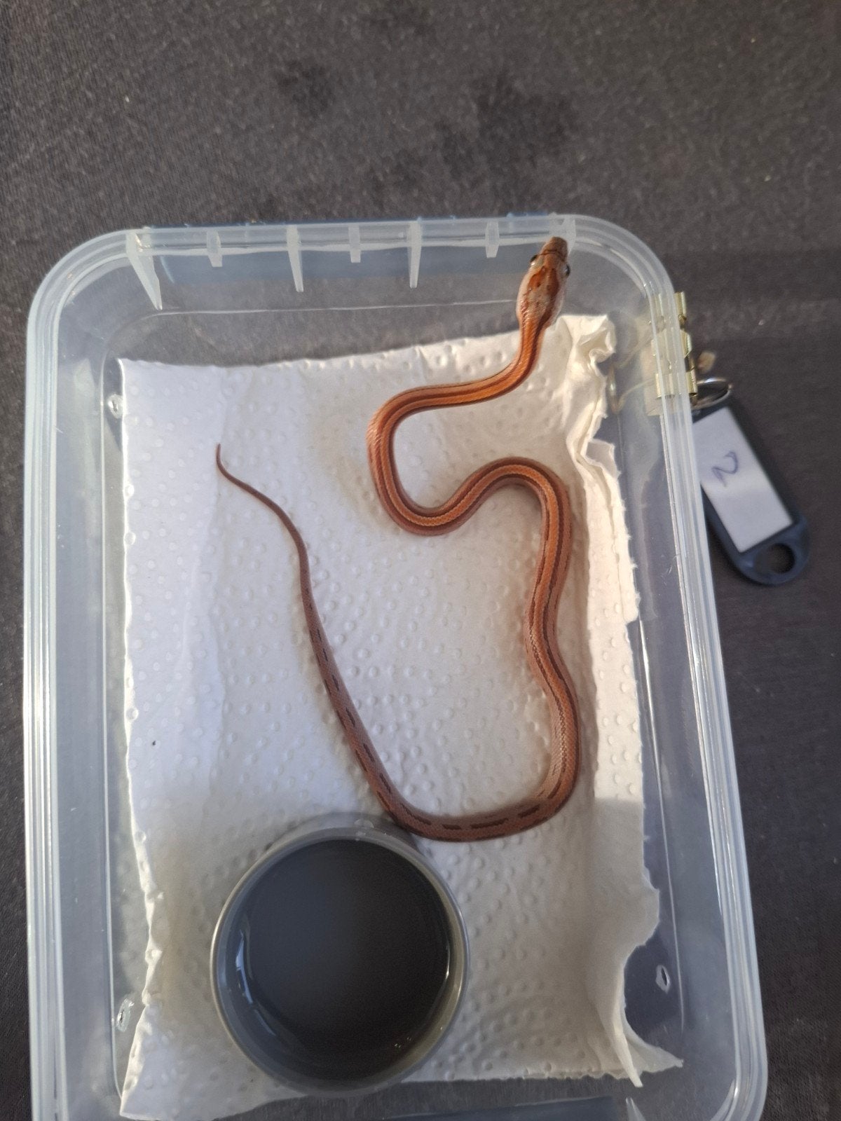 Rode rattenslangen zoeken nieuw thuis Corn Snake photo 2