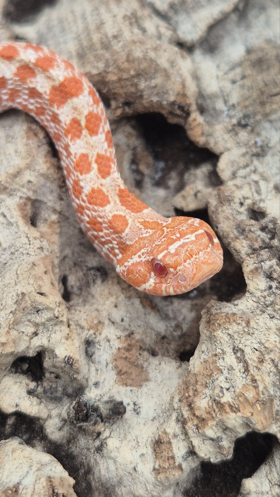 Ex red albino haakneusslang Hognose Snake photo 2