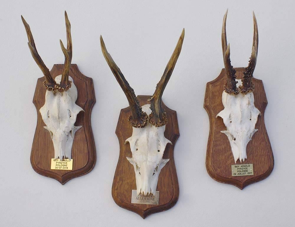 3 x decoratief REE GEWEI op solide eikenhouten schild (M), Ophalen of Verzenden, Gebruikt, Hert, Gewei of Kop